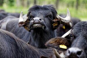 Op boerderij D’n Buff lopen tientallen grijszwarte waterbuffels op hun dooie gemak door het gras of liggen heerlijk te relaxen in de enorme waterpoel, die speciaal voor hen is uitgegraven. De exotische dieren zijn helemaal thuis in Boxtel.